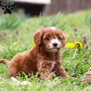 Mickey, Cavapoo Puppy